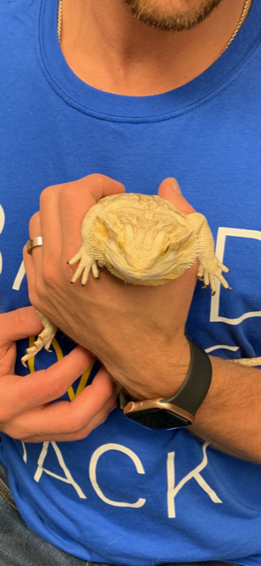 Closer up of reptile.png